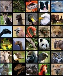 Animal Sounds(ǽа׿Ϸ)v3.1ͼ2