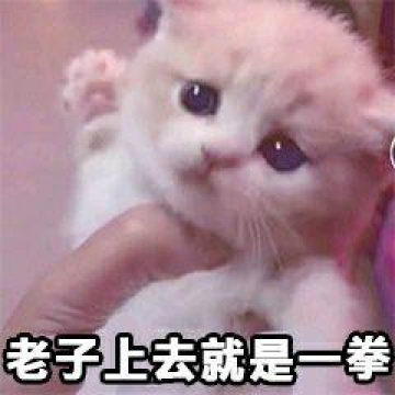 一拳要你猪命表情包 一拳要你猪命表情包