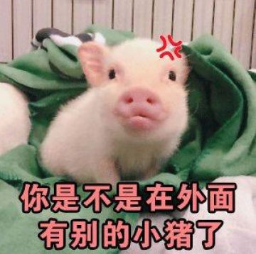 猪猪可爱表情包 猪猪可爱表情包
