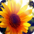 太陽口袋借貸appv1.0.1