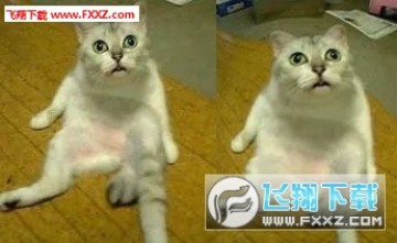 mur猫流口水高清表情