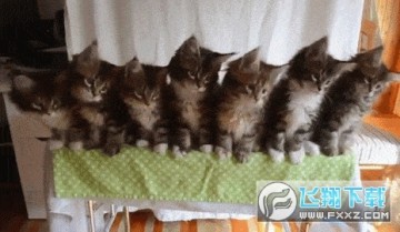 抖音评论三只猫咪点头图片全套 抖音评论三只猫咪点头图片全套