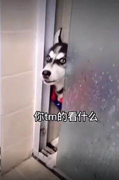 ΢��8.0��ʿ�������������Ƶ