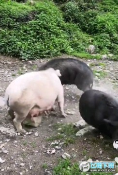 ��С����Ƶ����app