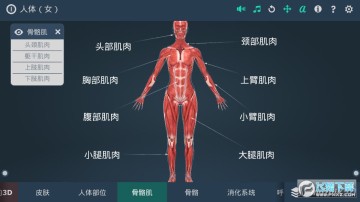 ����ϵͳ3DŮ��רҵ��