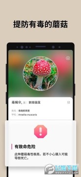 蘑菇识别扫一扫app 蘑菇识别扫一扫app