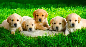 ����ͨAPP�ٷ�����