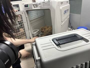 联宠方舟宠物托运运输途中视频跟踪配图