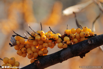 黄果是什么水果 黄果的功效与吃法大全 黄果实物图