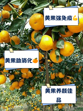 黄果的功效与作用 黄果营养价值解析图