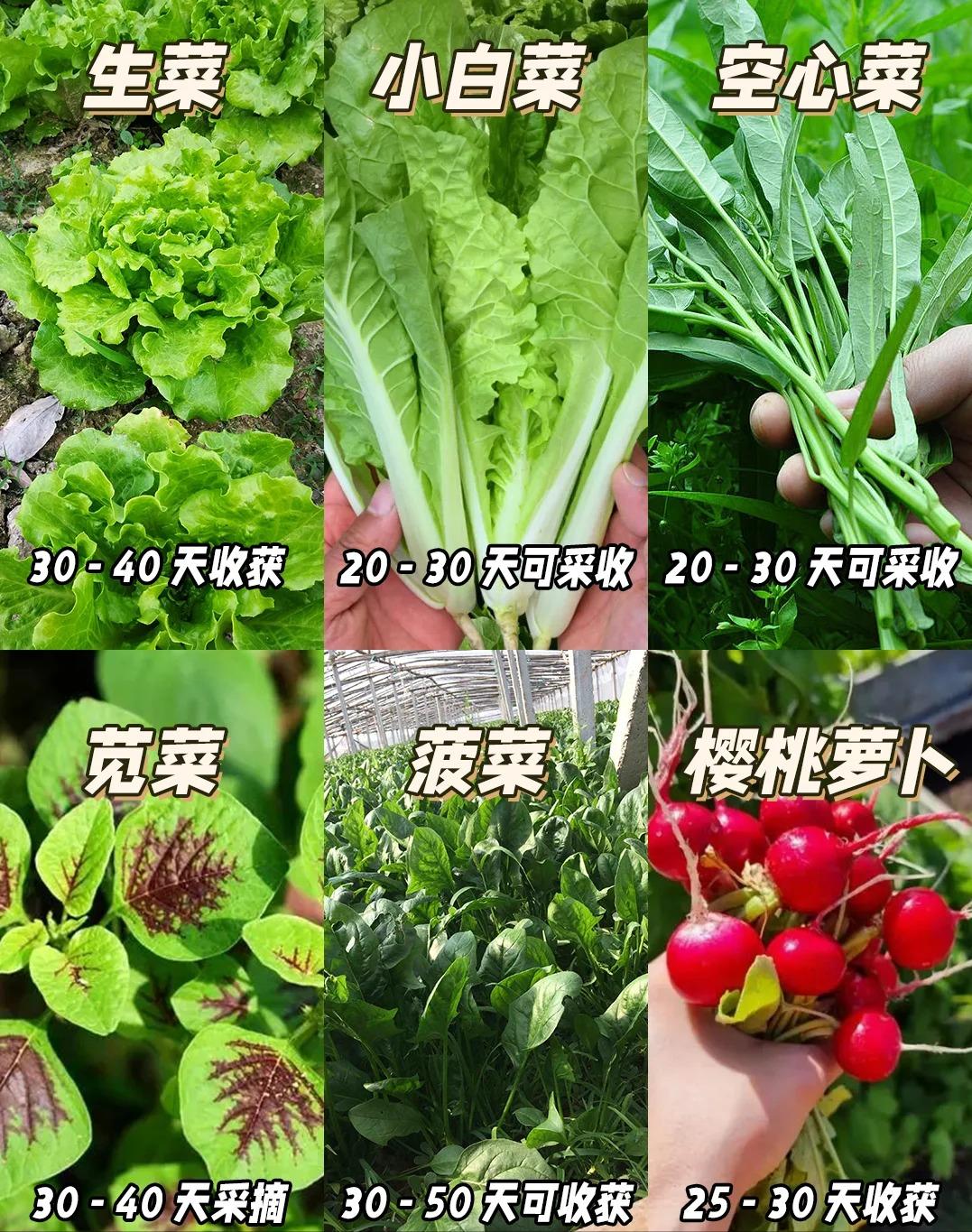园艺圈阳台种菜新手入门技巧全流程配图