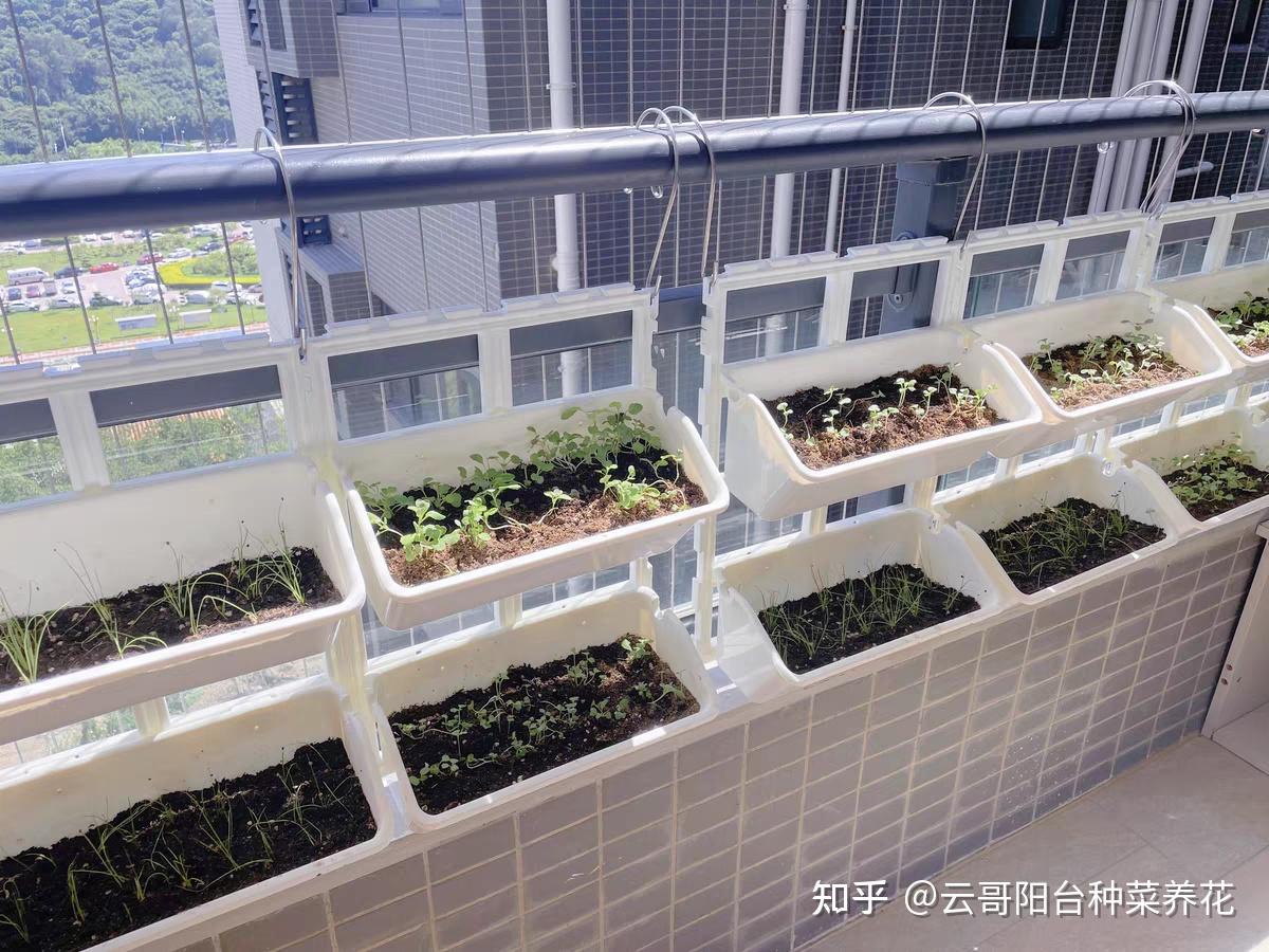园艺圈阳台种菜选盆配土排水透气实拍图
