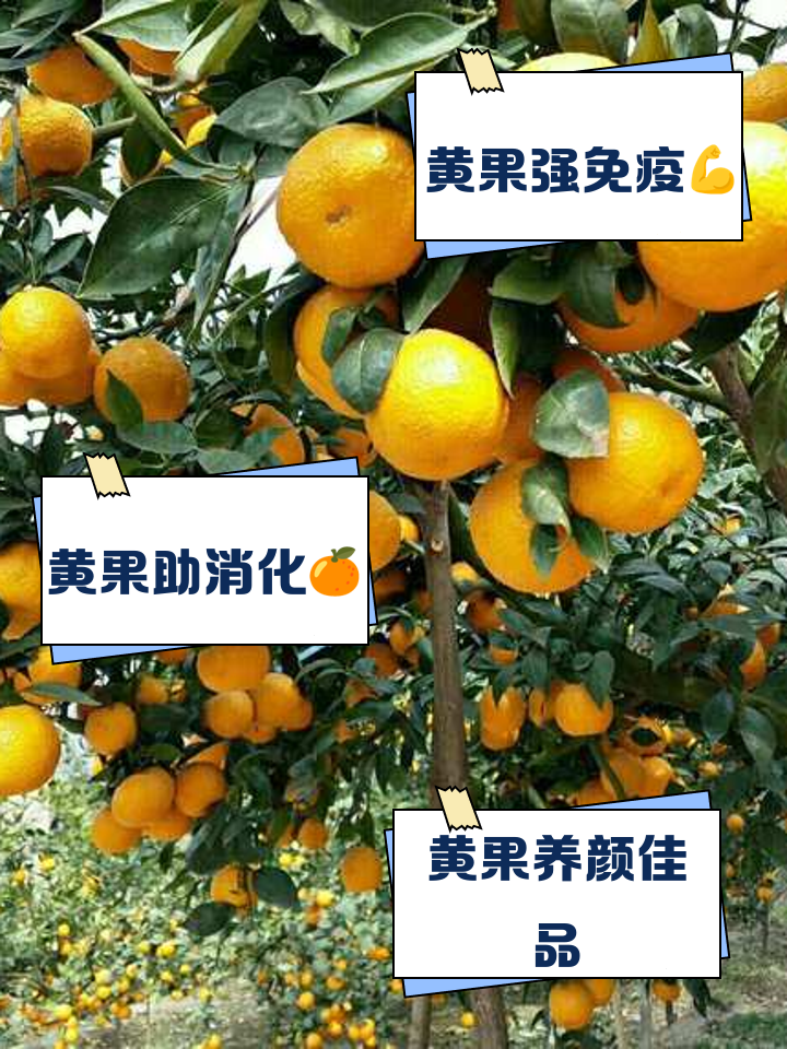 黄果是什么水果 黄果营养价值与吃法大全
