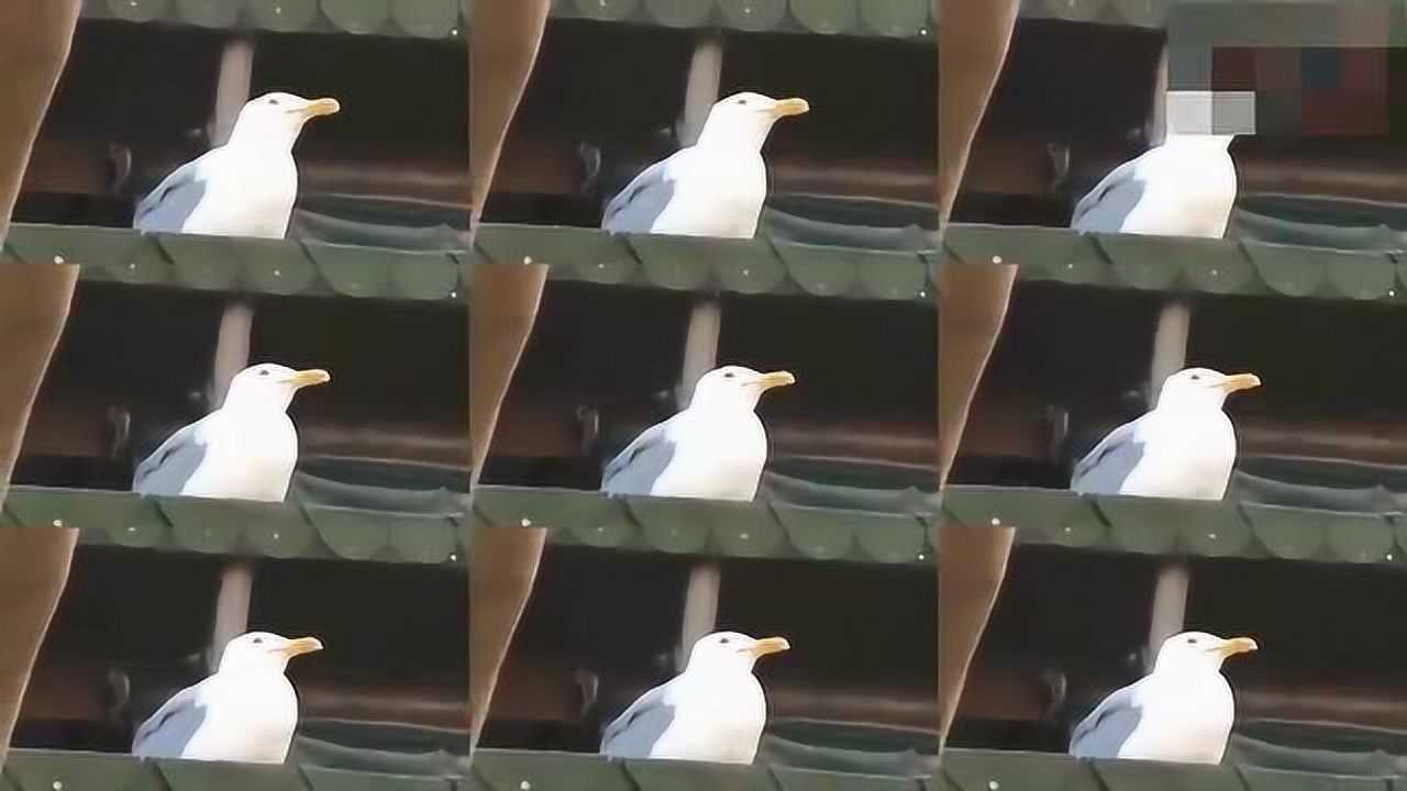 ��Ÿ���ֳ��� ��Ÿ���˶�����Ц������