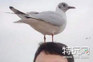 ��Ÿ������ʲô�� ��Ÿ���ֳ������������ͼ