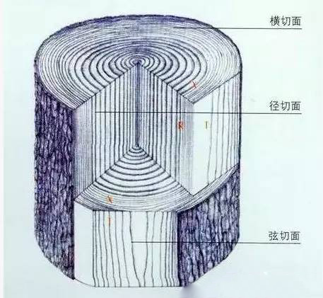 木材助手木材端面管孔特征对比图