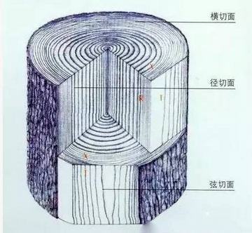 木材助手木材端面管孔特征对比图