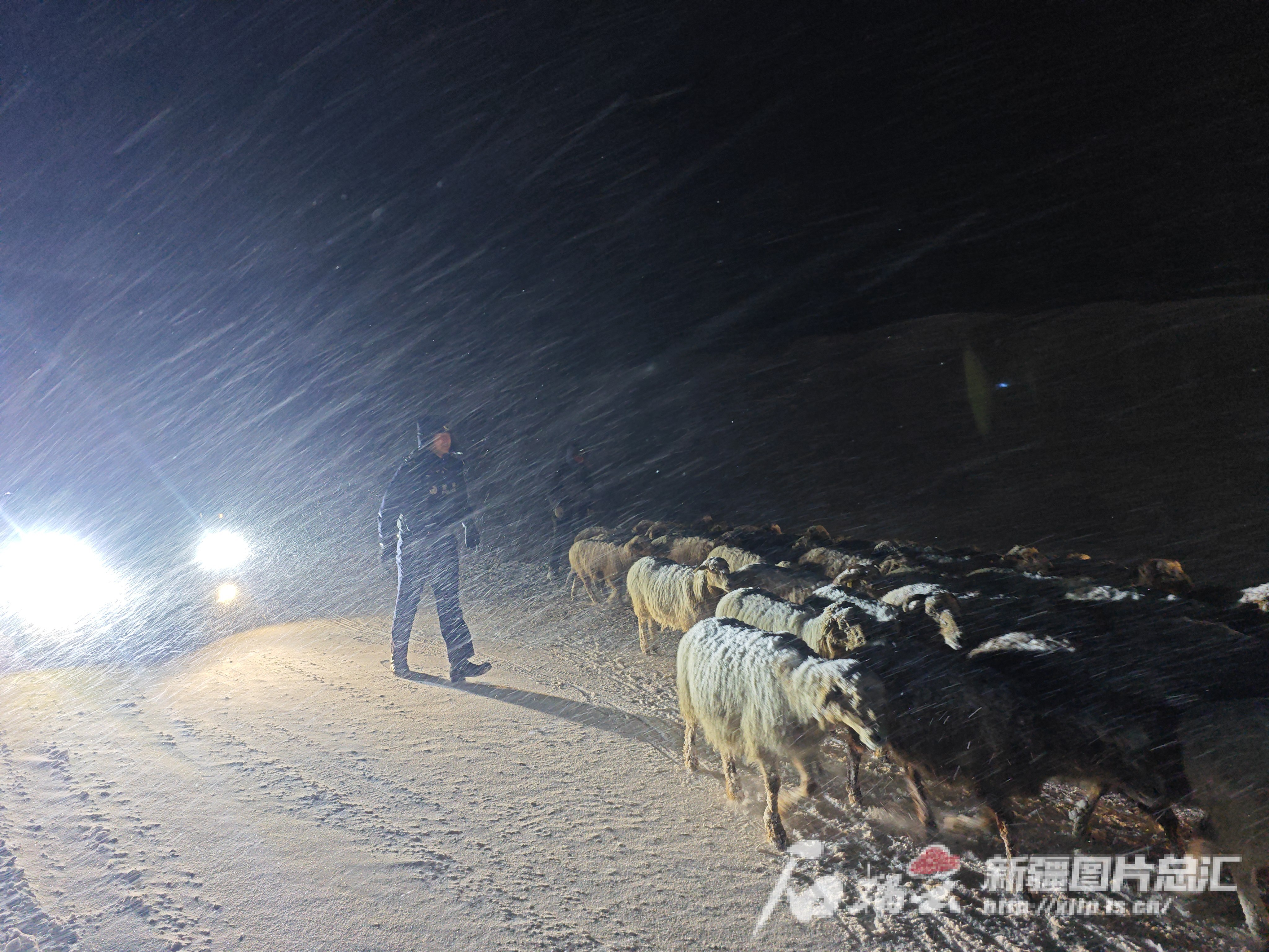 东天山自驾途中牛羊过马路注意安全
