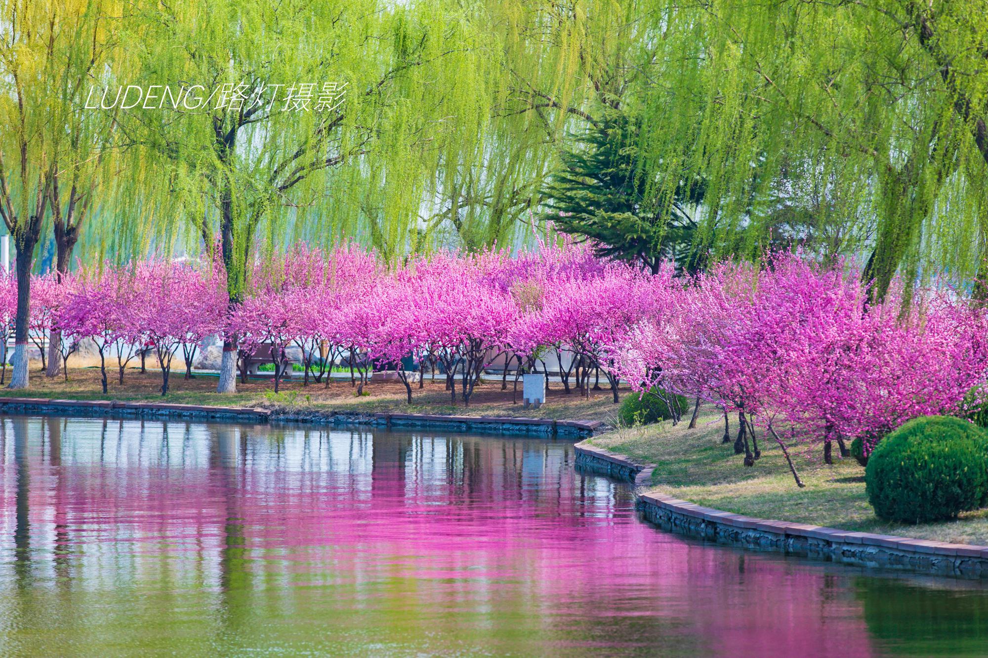 拥春时节全国赏花胜地推荐 油菜花樱花桃花实拍