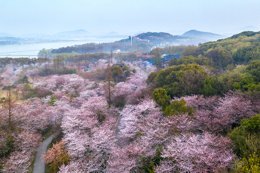 拥春无锡鼋头渚樱花盛开实拍 樱花谷太湖仙岛