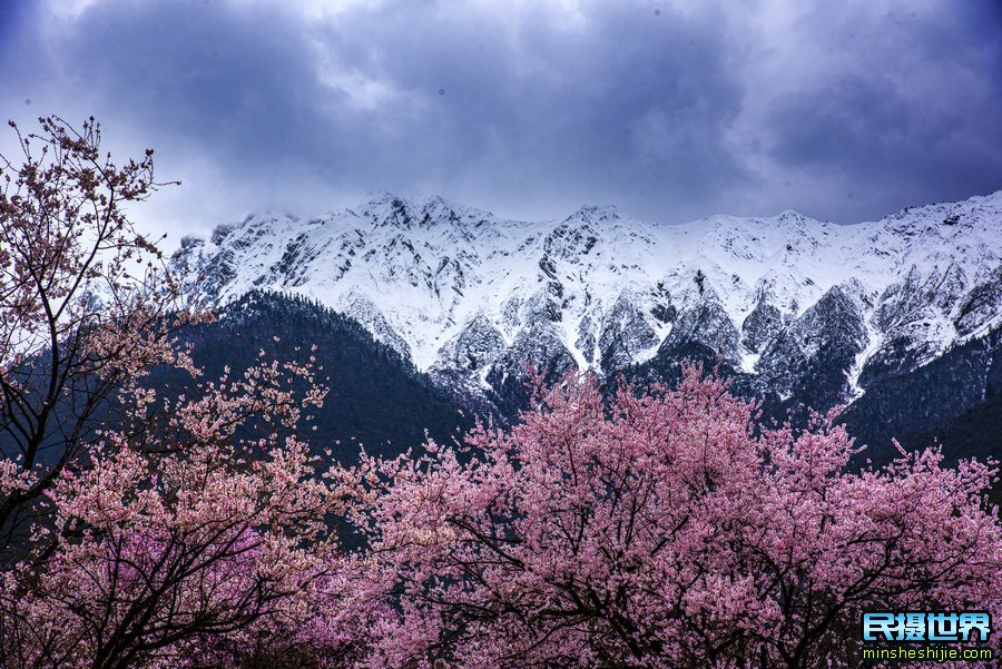 拥春林芝桃花雪山实拍 索松村南迦巴瓦峰