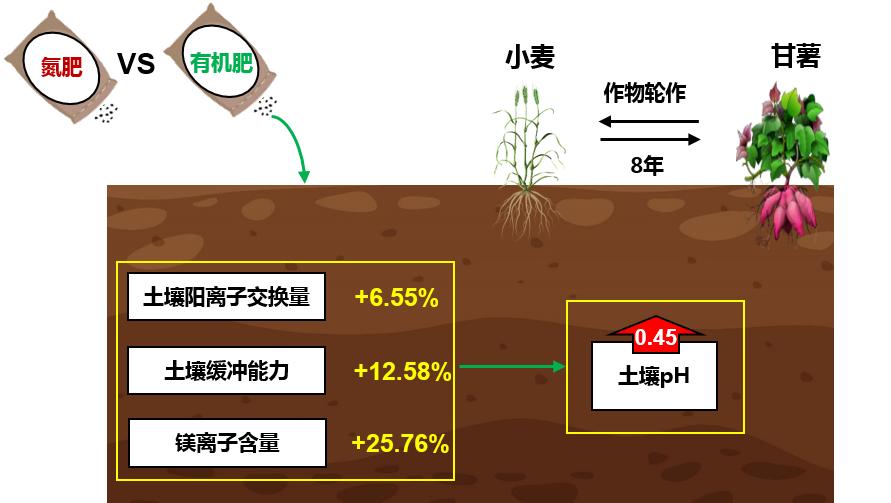 沃丰农业有机肥改善土壤根系对比图