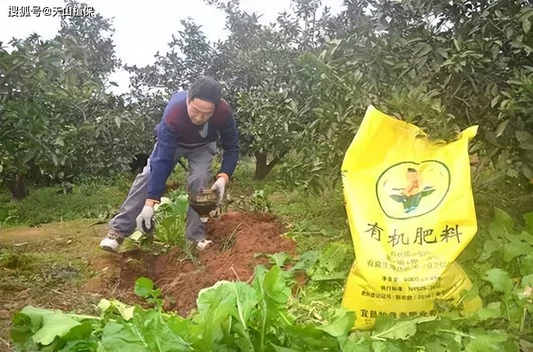 沃丰农业有机肥与化肥搭配使用田间画面