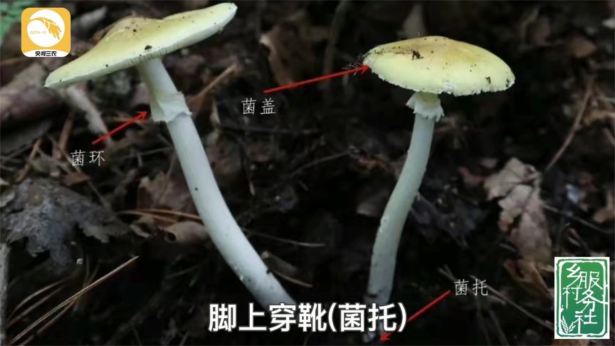 鹅语菌常见问题解答配图