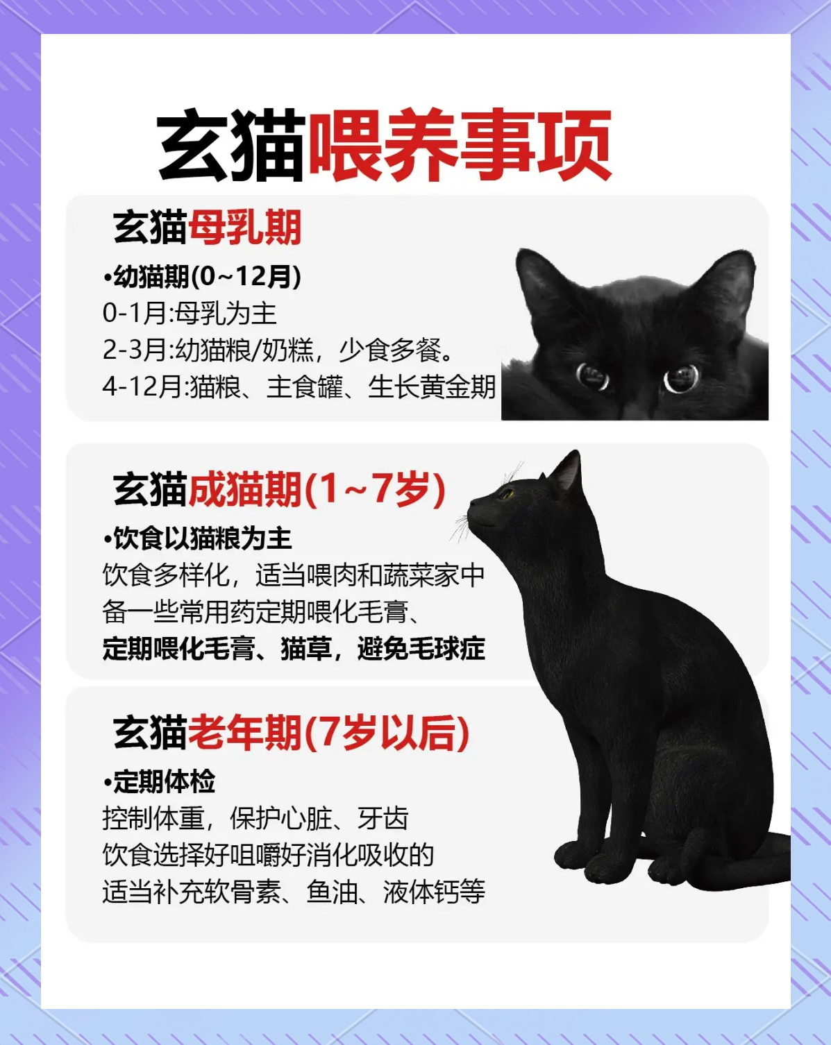 问玄猫是什么梗 玄猫辟邪说法有何讲究 玄猫图片