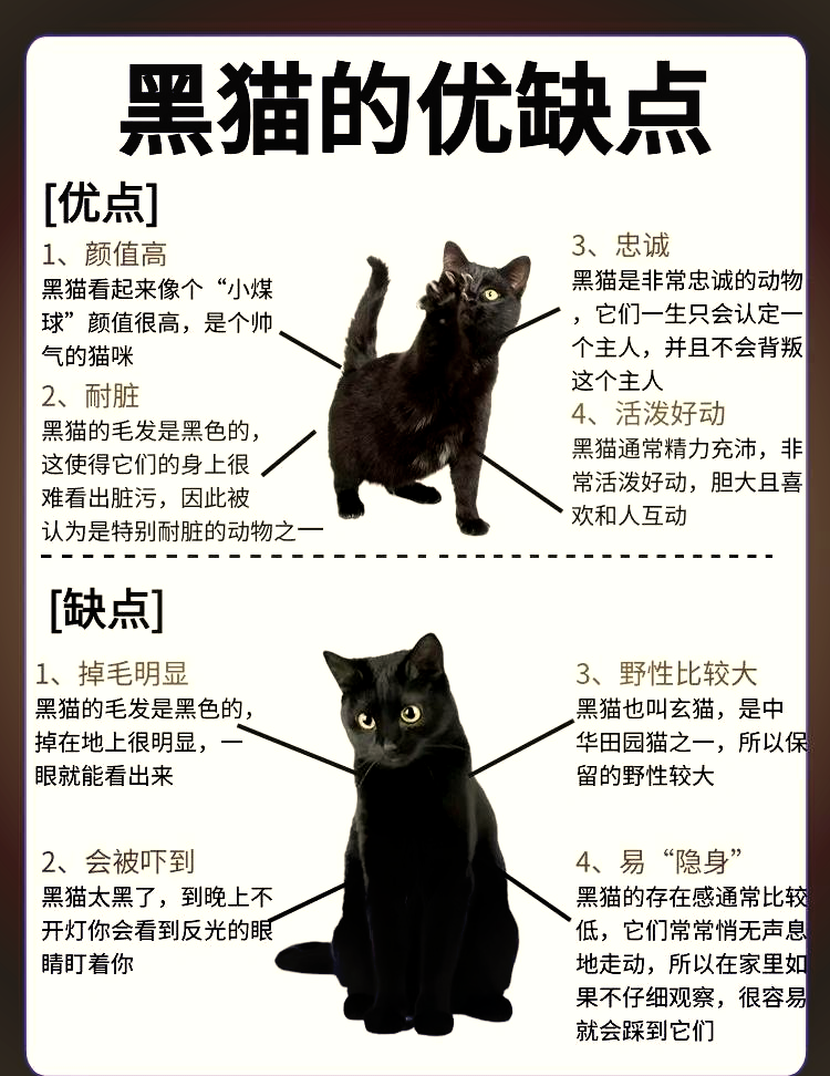 问玄猫和黑猫区别 玄猫毛色特征 玄猫眼睛