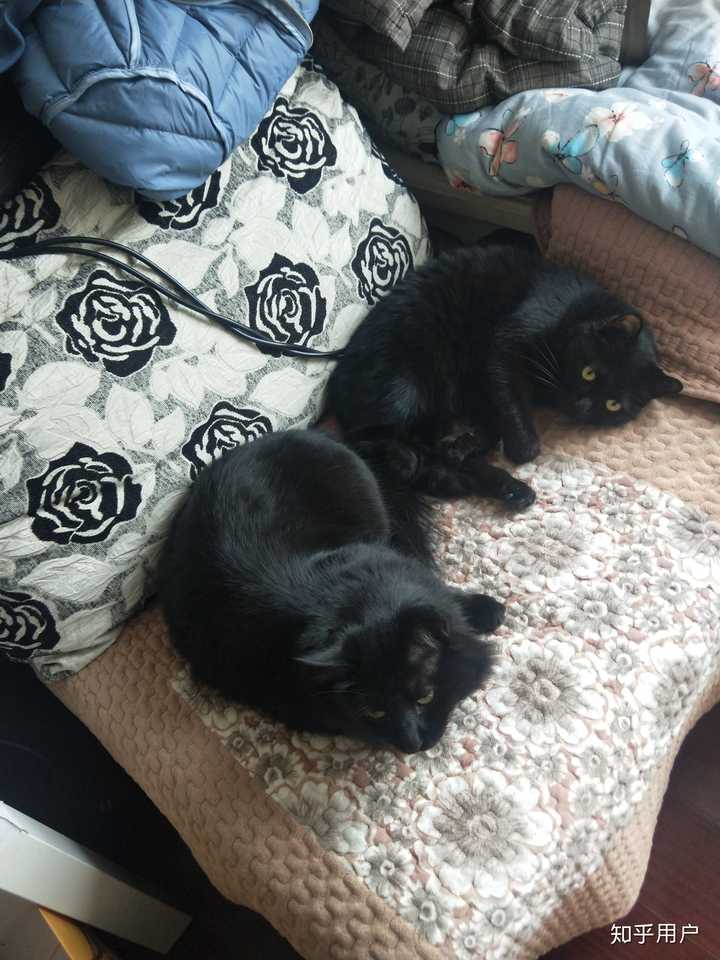 问玄猫常见问题 玄猫能不能养 玄猫招鬼吗