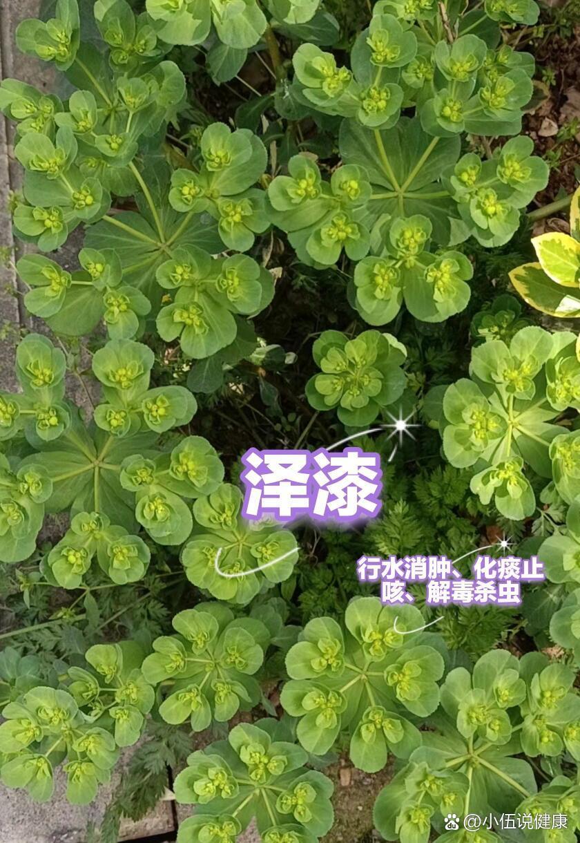 泽漆弱网app免费下载官方正版 官方渠道辨别方法截图