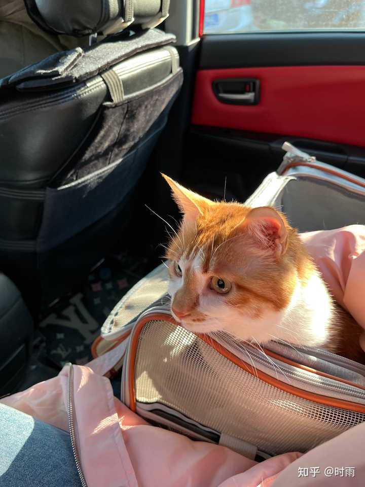 小猫爱车车载猫窝推荐 猫咪坐车出行猫窝实拍