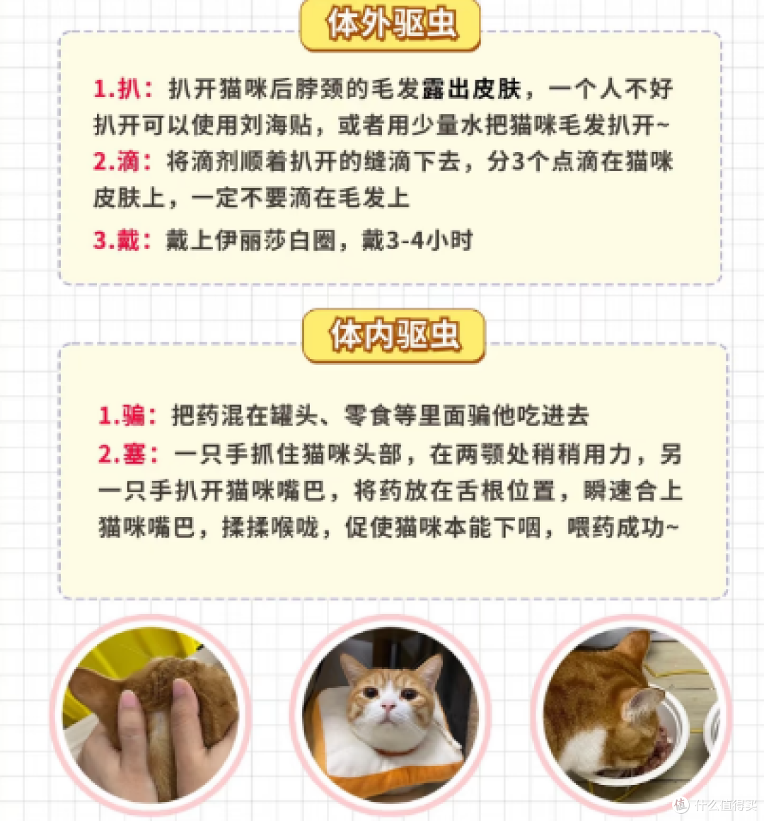 安心养宠猫咪常见小毛病判断与就医时机