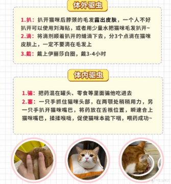 安心养宠猫咪常见小毛病判断与就医时机
