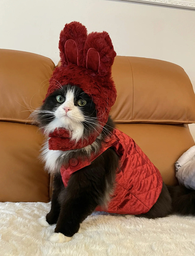 Cat Stylist(è������ʦ) 10�����è��������кϼ�չʾ