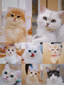 Cat Stylist(猫咪造型师) 治愈系猫咪造型成品展示合集