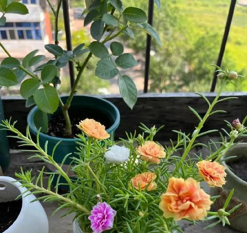 植物君 新手养花技巧 阳台爆盆经验分享