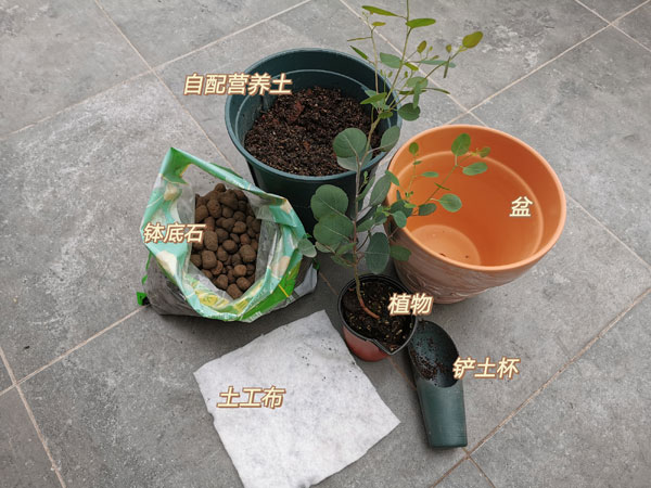 植物君 换盆修剪 新手养花爆盆步骤