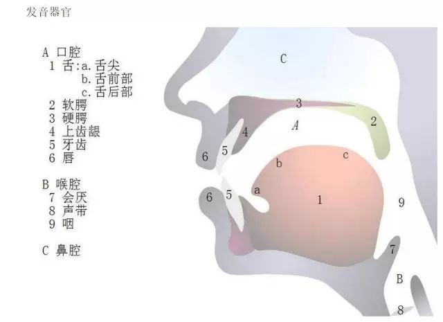 归音咬字配合练习 口腔收声方法