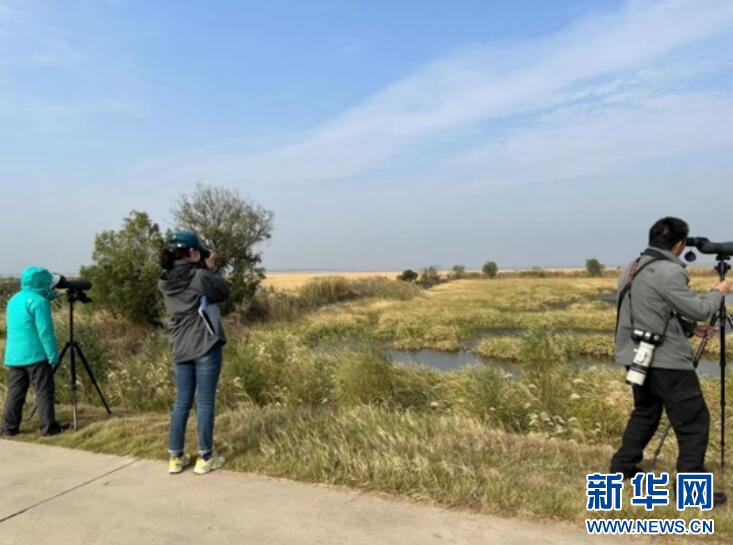 小鸟启程迁徙季候鸟观测场景配图