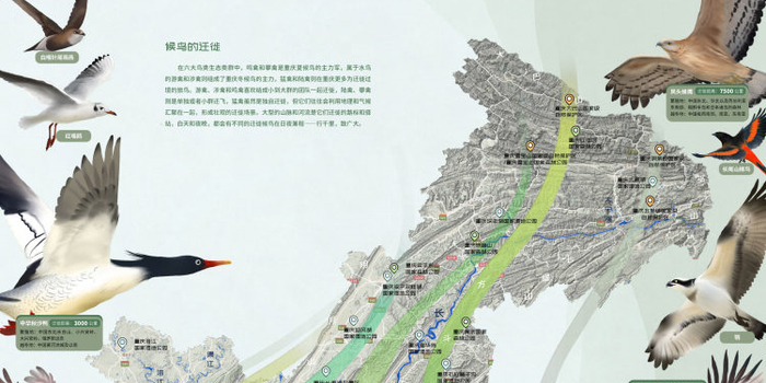 小鸟启程候鸟群飞迁徙记录配图