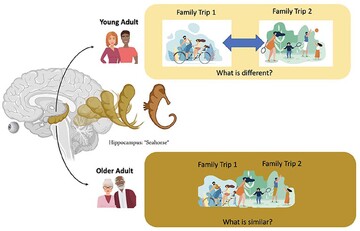 Hippocampus Core �����彡�����ʽ����������ܽ�ͼ