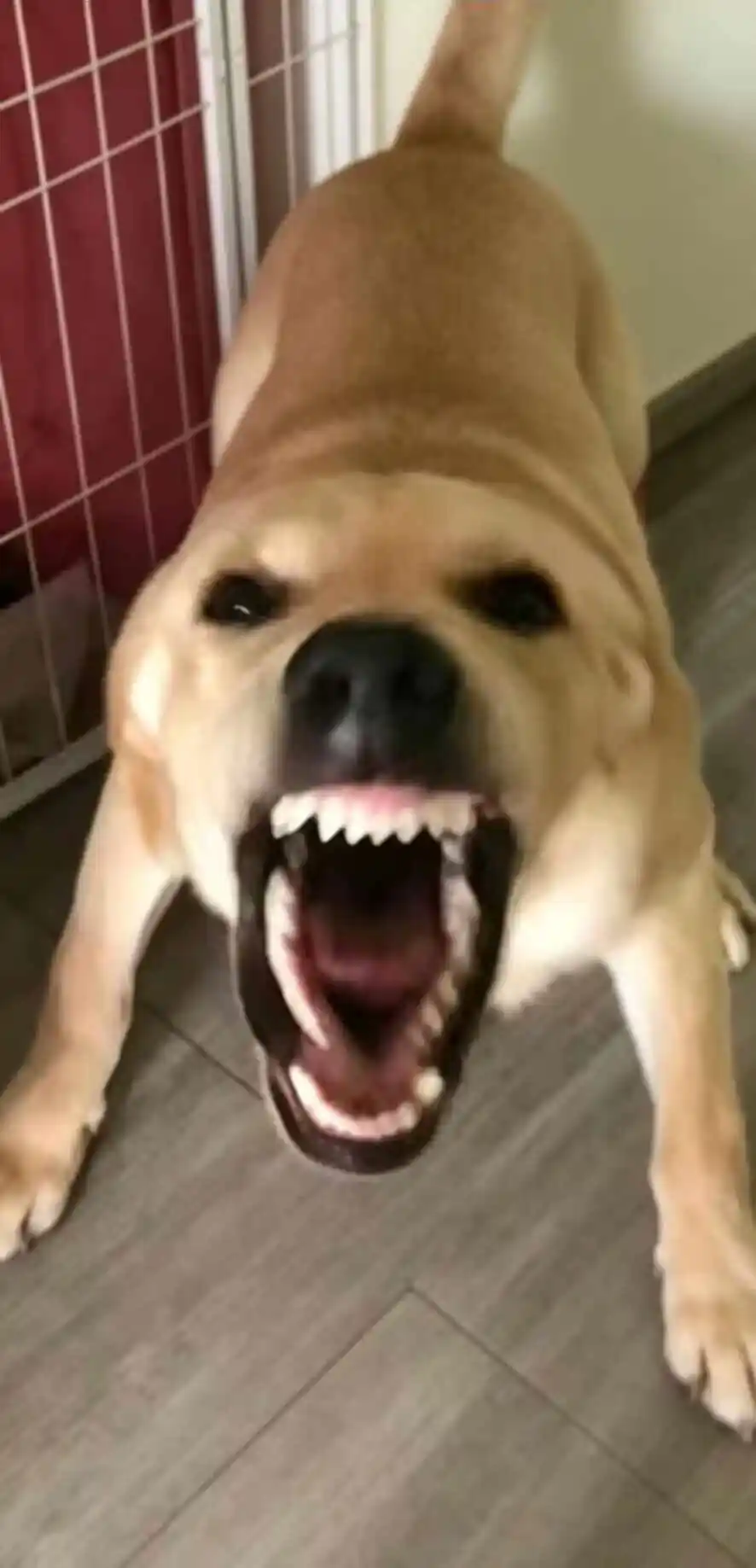 ����Ҫ�󹷽е����ֻ����°� ���ذ�װ��������Ϸ�����������