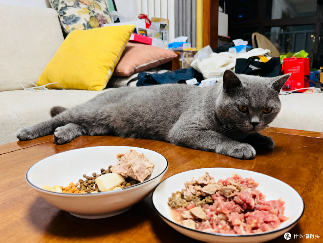 猫乐饭新手常见问题 自制猫饭避坑配图