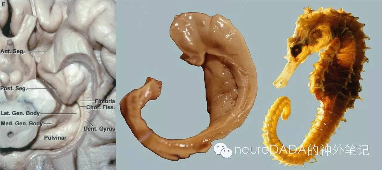 Hippocampus Core 海马体核心功能全解析 大脑记忆与空间导航示意图