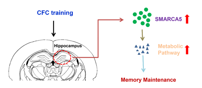 Hippocampus Core 海马体记忆巩固过程 短期转长期记忆图解