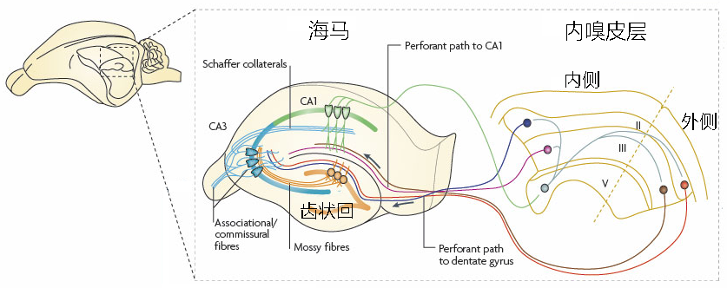 Hippocampus Core 海马体常见误区 功能科普配图