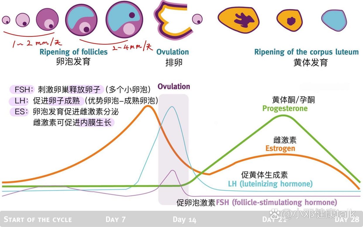 暖时光-经期与生理周期记录 历史周期数据统计与趋势展示