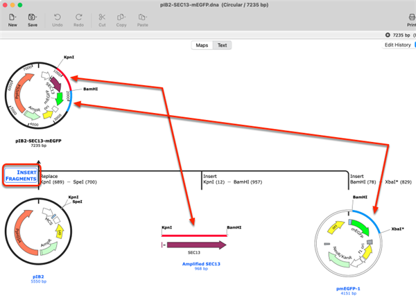 SnapGene mac�汾��ͼ0